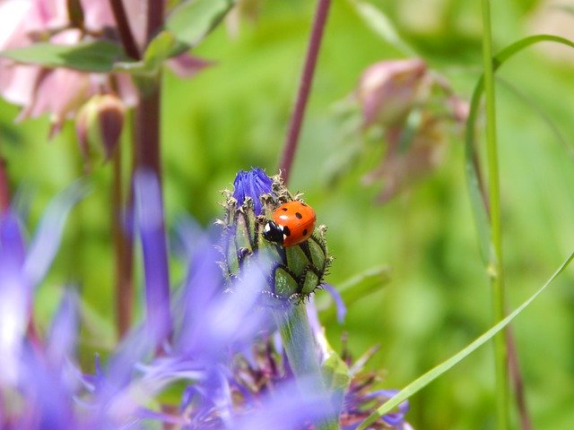 Free download Ladybug Luck Garden -  free photo or picture to be edited with GIMP online image editor