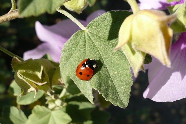 Free download Ladybug Luck Insect Lucky -  free photo or picture to be edited with GIMP online image editor