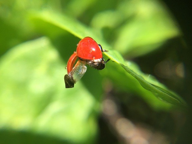 تنزيل مجاني Ladybug Macro Nature - صورة مجانية أو صورة يتم تحريرها باستخدام محرر الصور عبر الإنترنت GIMP