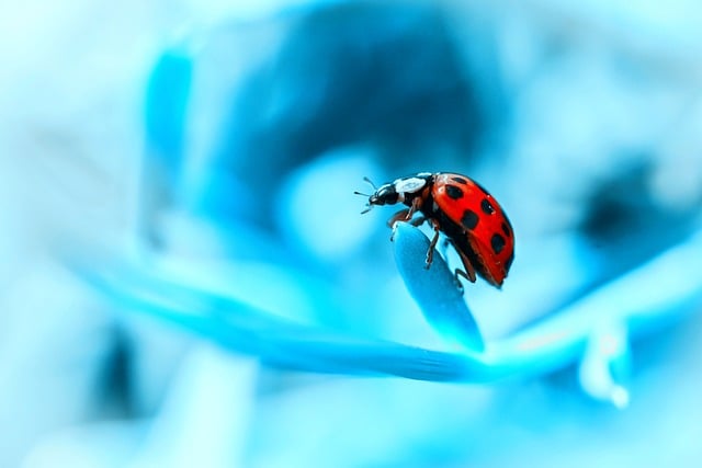 Free download ladybug nature beetle insect free picture to be edited with GIMP free online image editor