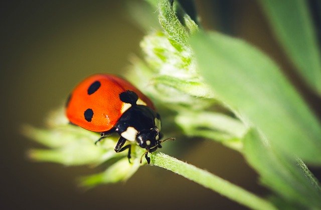 Free download Ladybug Nature Insect -  free photo or picture to be edited with GIMP online image editor
