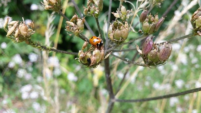 Безкоштовно завантажте Ladybug Nature Life - безкоштовну фотографію або зображення для редагування за допомогою онлайн-редактора зображень GIMP