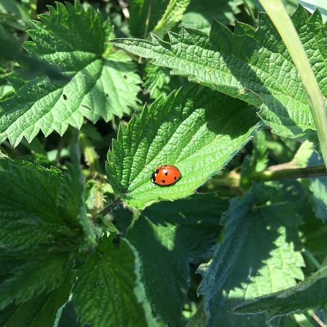 Free download Ladybug Nettle Nature -  free free photo or picture to be edited with GIMP online image editor