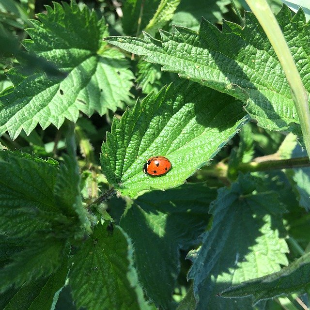 Gratis download Ladybug Nettle Nature - gratis gratis foto of afbeelding om te bewerken met GIMP online afbeeldingseditor