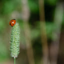 Ladybug on Grass Flower  screen for extension Chrome web store in OffiDocs Chromium