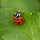 Ladybug on Green Leaf  screen for extension Chrome web store in OffiDocs Chromium