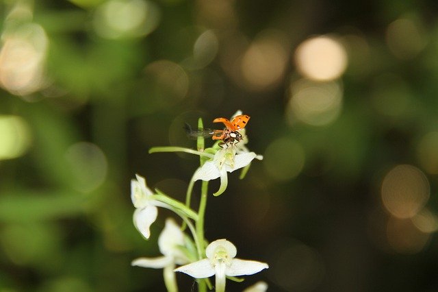 Descarga gratuita Ladybug Plathantère Orchid: foto o imagen gratuita para editar con el editor de imágenes en línea GIMP