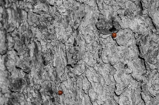Free download Ladybug Red Tree Bark Black And -  free photo or picture to be edited with GIMP online image editor