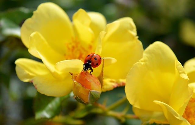 Free download ladybug roses yellow roses blossoms free picture to be edited with GIMP free online image editor