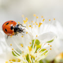 Ladybugs eat pollen  screen for extension Chrome web store in OffiDocs Chromium