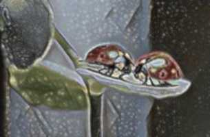 Free download Ladybugs free photo or picture to be edited with GIMP online image editor