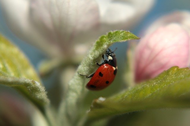 Muat turun percuma Ladybug Spring Insect - foto atau gambar percuma untuk diedit dengan editor imej dalam talian GIMP