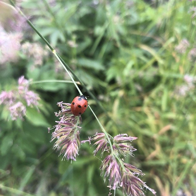 تنزيل مجاني Ladybug The Insect Nature Of - صورة مجانية أو صورة لتحريرها باستخدام محرر الصور عبر الإنترنت GIMP