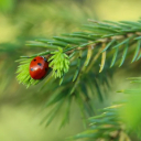 LADYBUG Theme  screen for extension Chrome web store in OffiDocs Chromium