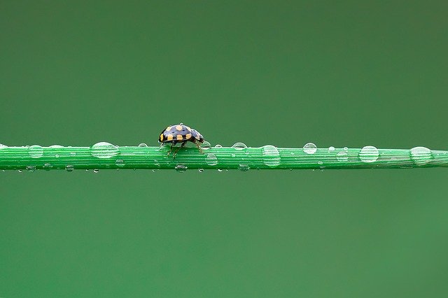 Free download Ladybug Uğurböceği Damla -  free photo or picture to be edited with GIMP online image editor
