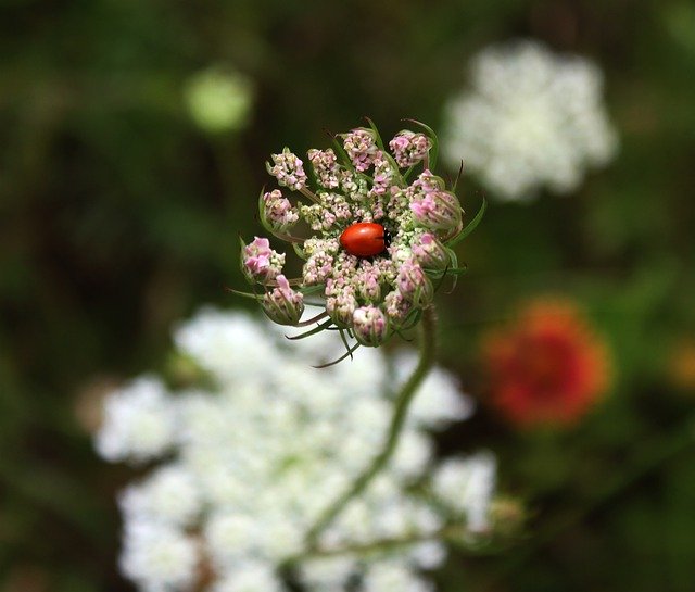 Téléchargement gratuit de Ladybug Wild Carrot Queen AnneS - photo ou image gratuite à modifier avec l'éditeur d'images en ligne GIMP