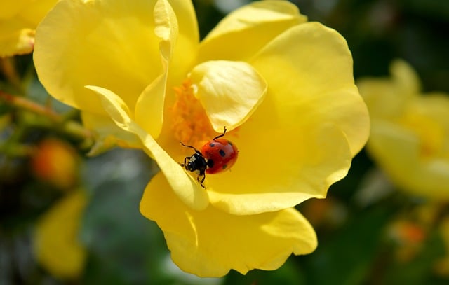 Free download ladybug yellow roses blossoms free picture to be edited with GIMP free online image editor