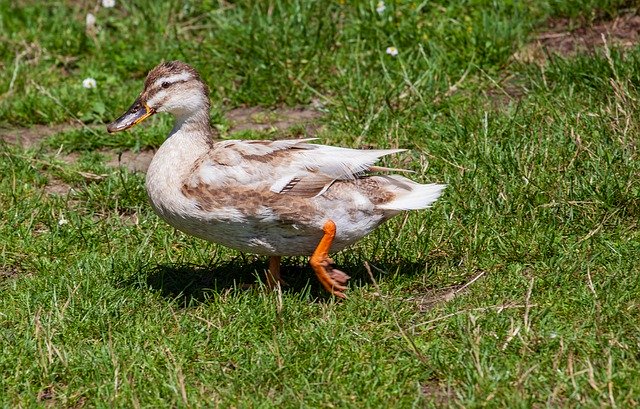 تحميل مجاني Lady Duck Female - صورة مجانية أو صورة ليتم تحريرها باستخدام محرر الصور عبر الإنترنت GIMP