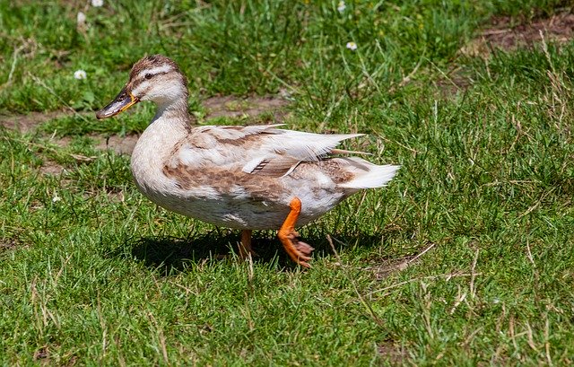 Descarga gratuita Lady Duck Female - foto o imagen gratuita para editar con el editor de imágenes en línea GIMP