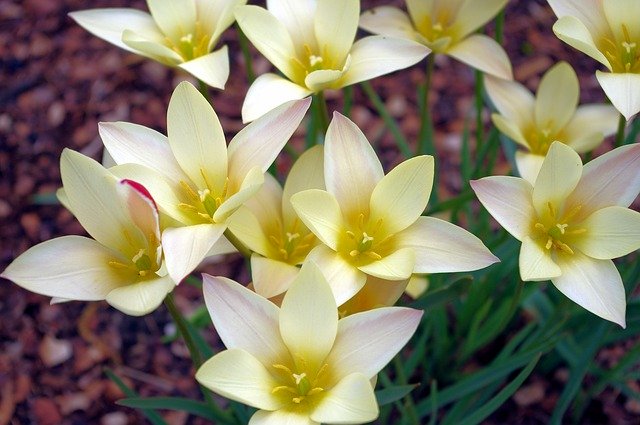 Free download Lady Jane Tulips Flowers -  free photo or picture to be edited with GIMP online image editor