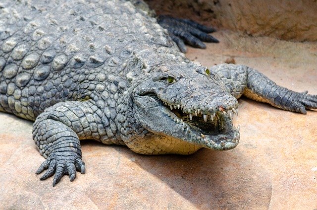 Unduh gratis Buaya La Ferme Aux Crocodile - foto atau gambar gratis untuk diedit dengan editor gambar online GIMP