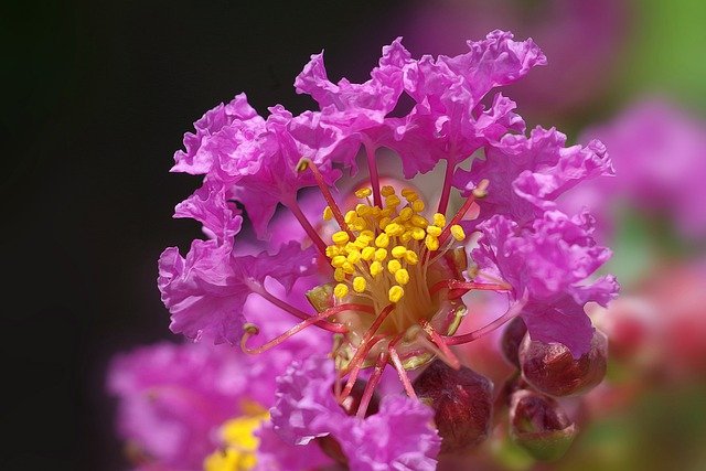 Free download lagerstroemia flowers pink summer free picture to be edited with GIMP free online image editor