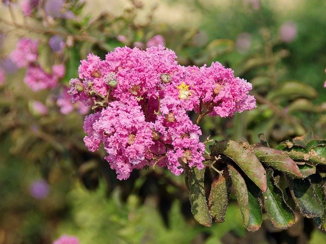 Descarga gratuita Lagerstroemia Indica Lythracées - foto o imagen gratuita para editar con el editor de imágenes en línea GIMP