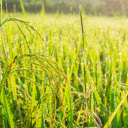 Lúa gạo  screen for extension Chrome web store in OffiDocs Chromium