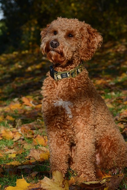 Free download lagotto romagnolo dog pet animal free picture to be edited with GIMP free online image editor