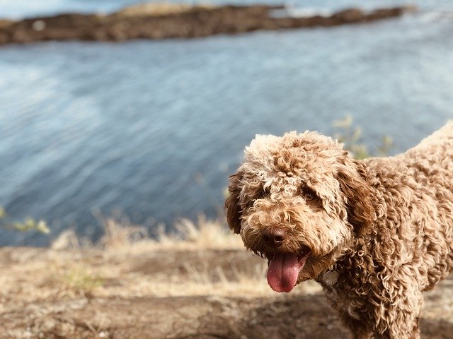 Free download Lagotto Romagnolo Dog Puppy -  free photo or picture to be edited with GIMP online image editor