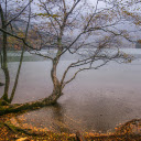 lake and shadowy trees  screen for extension Chrome web store in OffiDocs Chromium