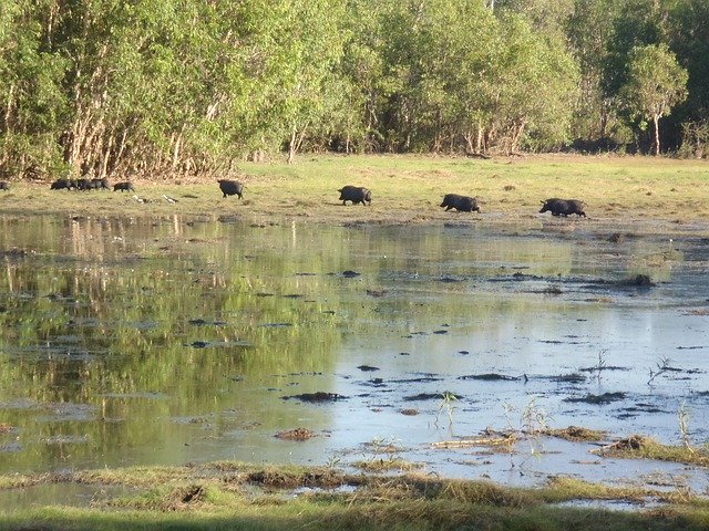 Free download Lake Animals -  free photo or picture to be edited with GIMP online image editor