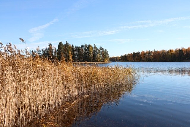 Muat turun percuma Lake Autumn A Bed Of Reeds - foto atau gambar percuma untuk diedit dengan editor imej dalam talian GIMP