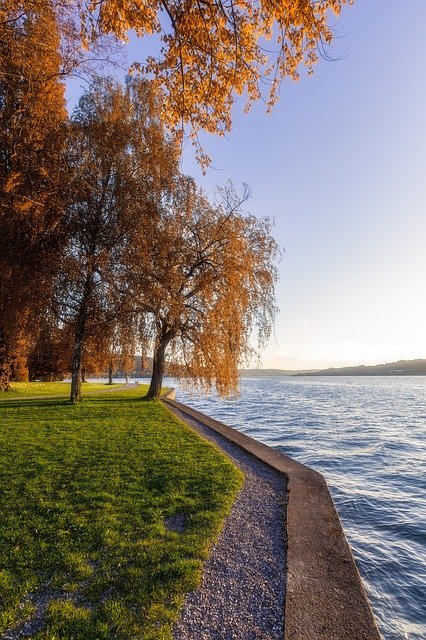 Free download Lake Bank Tree free photo template to be edited with GIMP online image editor