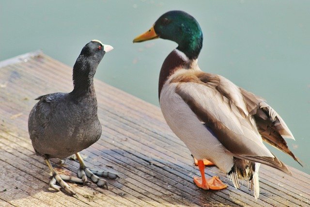 Free download lake birds ducks park pier dock free picture to be edited with GIMP free online image editor