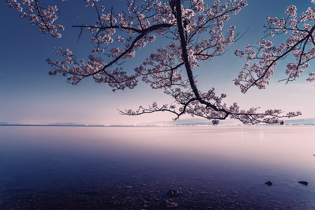 Free download lake cherry blossoms sunset free picture to be edited with GIMP free online image editor