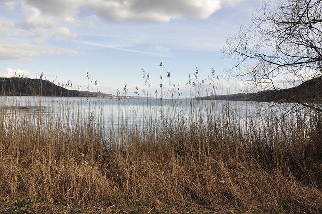 Descărcare gratuită Lake Constance Water Reed - fotografie sau imagini gratuite pentru a fi editate cu editorul de imagini online GIMP
