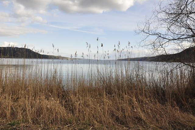 Free download Lake Constance Water Reed -  free photo or picture to be edited with GIMP online image editor