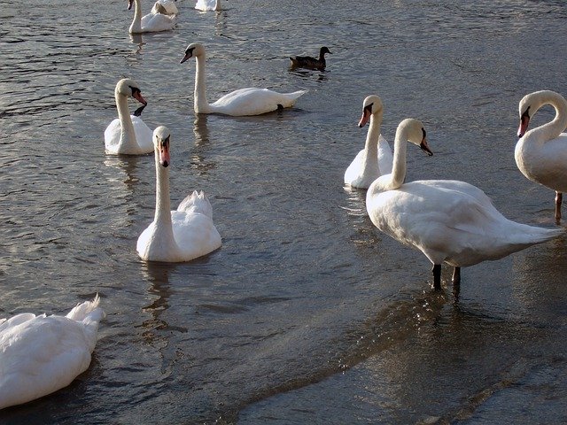 Téléchargement gratuit de Lake Ducks Sunset - photo ou image gratuite à modifier avec l'éditeur d'images en ligne GIMP