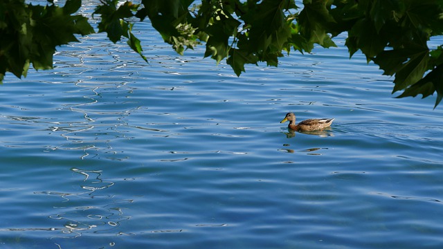 Free download lake duck water waves free picture to be edited with GIMP free online image editor