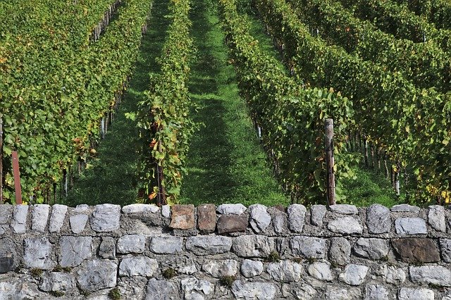 Lake Dusia Vineyard Eco'yu ücretsiz indirin - GIMP çevrimiçi resim düzenleyiciyle düzenlenecek ücretsiz fotoğraf veya resim