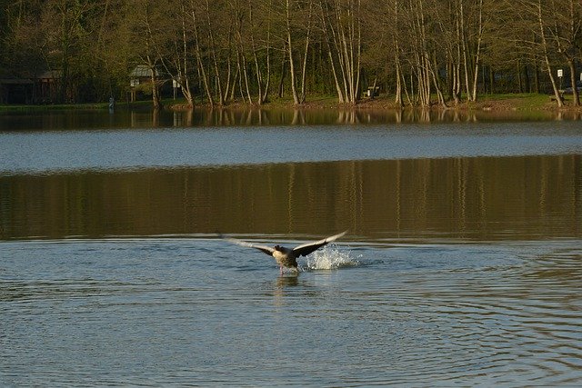 Lake Fight Water 무료 다운로드 - 무료 사진 또는 GIMP 온라인 이미지 편집기로 편집할 사진