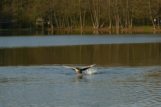 تحميل مجاني Lake Fight Water - صورة مجانية أو صورة ليتم تحريرها باستخدام محرر الصور عبر الإنترنت GIMP