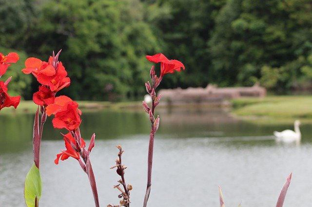 Téléchargement gratuit de Lake Flowers Myanmar - photo ou image gratuite à éditer avec l'éditeur d'images en ligne GIMP