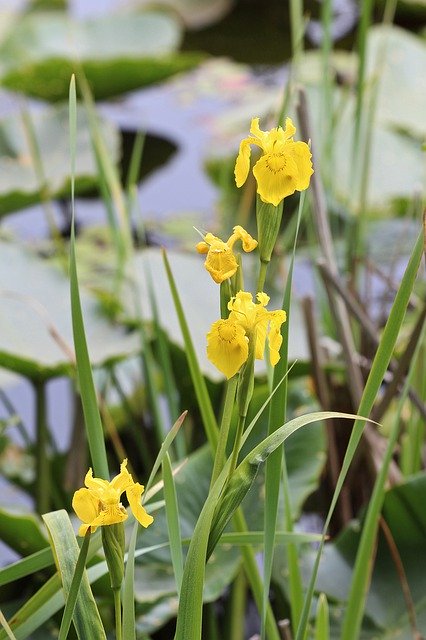 เทมเพลต ภาพถ่าย ทะเลสาบ ดอกไม้ น้ำ - สำหรับ OffiDocs