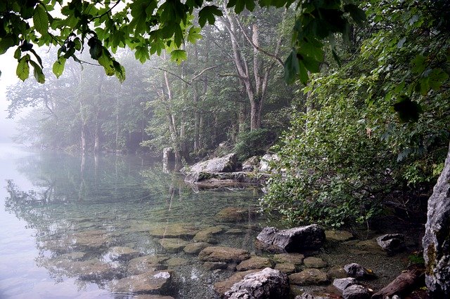 Téléchargement gratuit Lake Forest Fog - photo ou image gratuite à modifier avec l'éditeur d'images en ligne GIMP