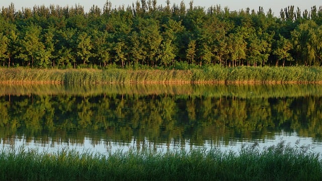 Free download lake forest trees background free picture to be edited with GIMP free online image editor