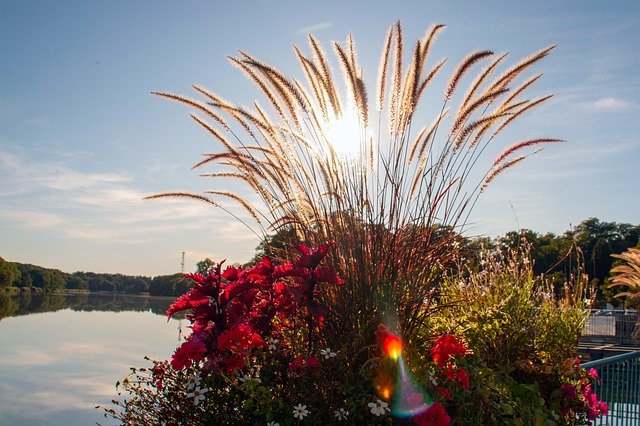 Descărcare gratuită Lake Lac De Creutzwald Reed - fotografie sau imagine gratuită pentru a fi editată cu editorul de imagini online GIMP