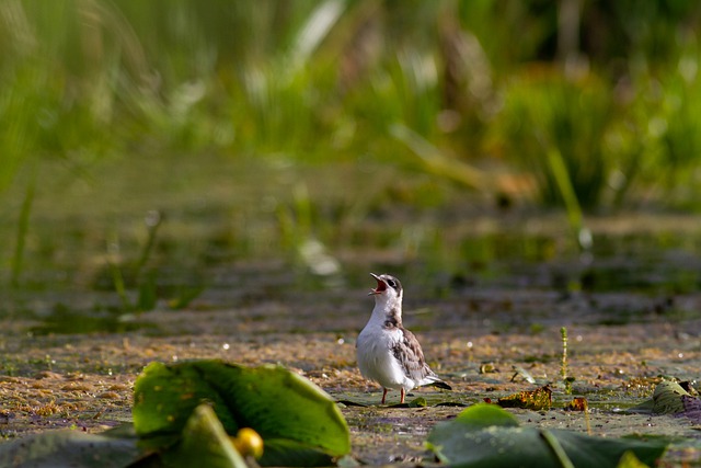 Free download lake nature bird animal seagull free picture to be edited with GIMP free online image editor