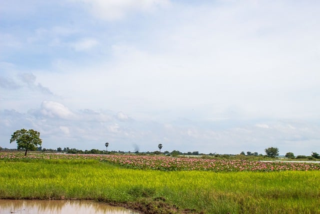 Descarga gratuita lago naturaleza khmer camboya relajarse imagen gratis para editar con GIMP editor de imágenes en línea gratuito